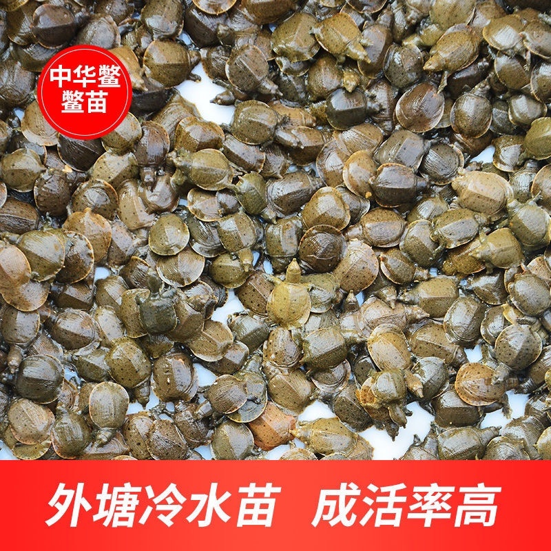日本鳖小甲鱼苗100只精挑甲鱼苗全国批发量大从优