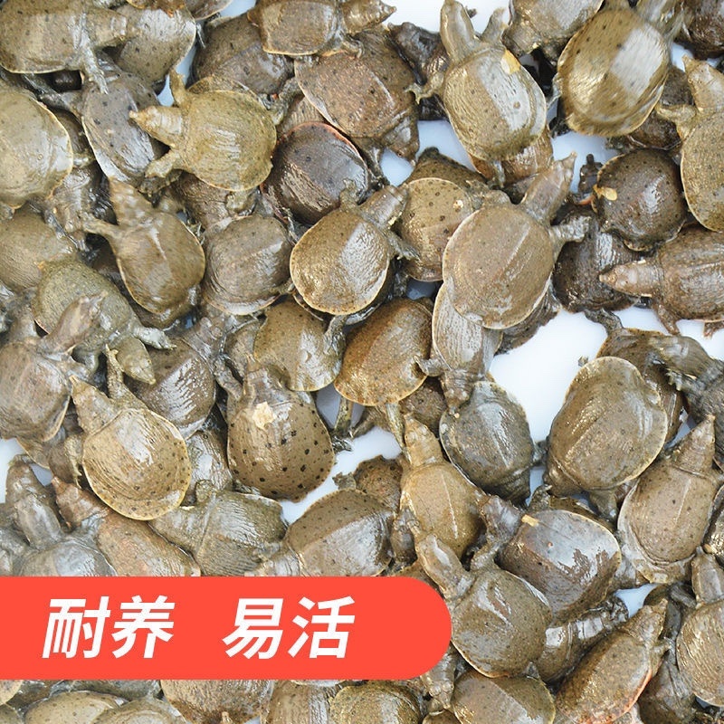 日本鳖小甲鱼苗100只精挑甲鱼苗全国批发量大从优