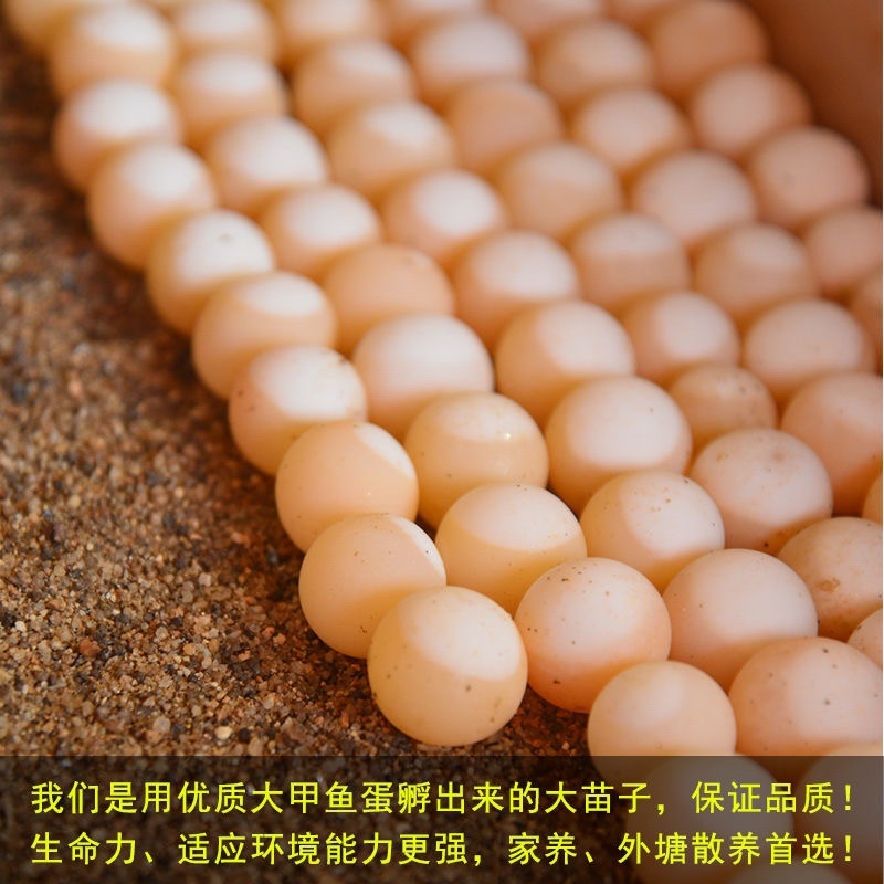 日本鳖小甲鱼苗100只精挑甲鱼苗全国批发量大从优