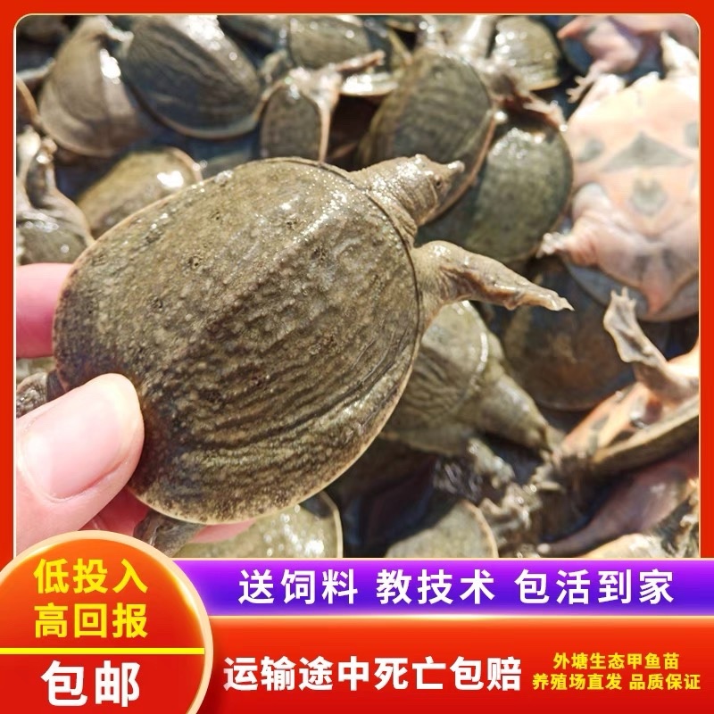 日本鳖小甲鱼苗100只精挑甲鱼苗全国批发量大从优