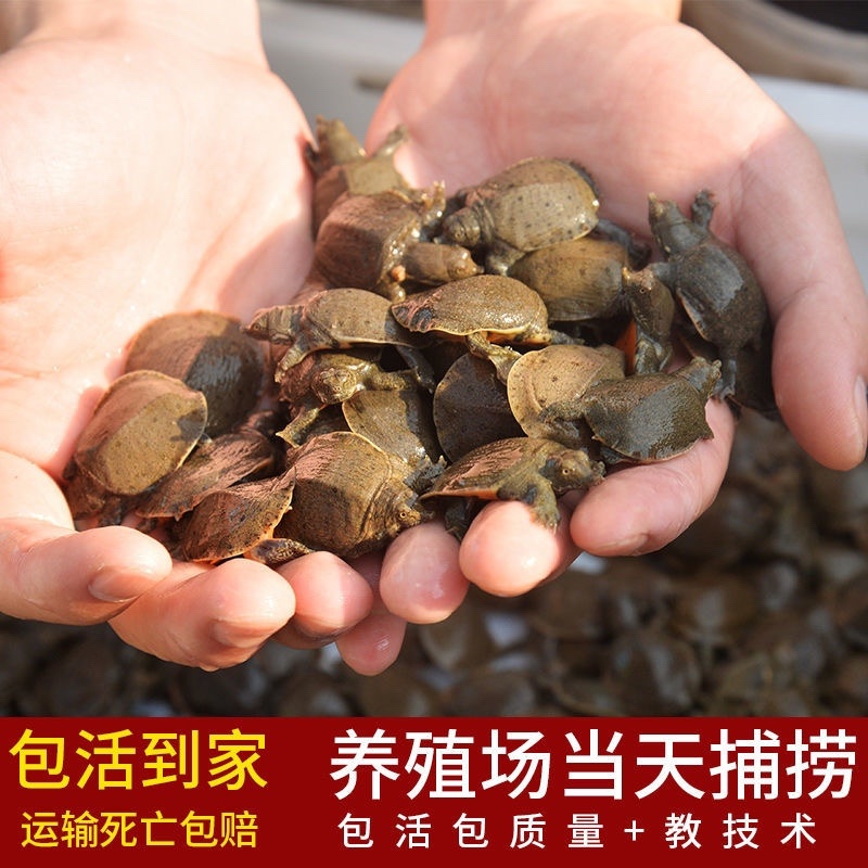 日本鳖小甲鱼苗100只精挑甲鱼苗全国批发量大从优