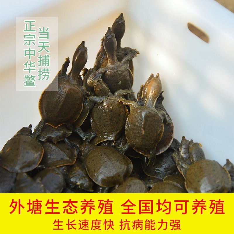 日本鳖小甲鱼苗100只精挑甲鱼苗全国批发量大从优