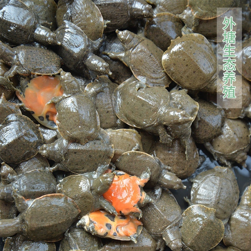 日本鳖小甲鱼苗100只精挑甲鱼苗全国批发量大从优
