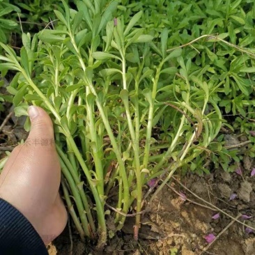 救心菜种苗高钙菜苗费菜苗基地直发养心菜苗现挖苗成活率高