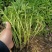 救心菜种苗高钙菜苗费菜苗基地直发养心菜苗现挖苗成活率高