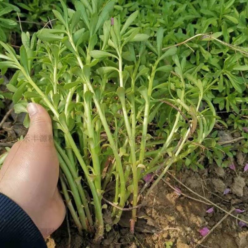 救心菜种苗高钙菜苗费菜苗基地直发养心菜苗现挖苗成活率高