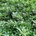 救心菜种苗高钙菜苗费菜苗基地直发养心菜苗现挖苗成活率高