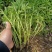 救心菜种苗高钙菜苗费菜苗基地直发养心菜苗现挖苗成活率高