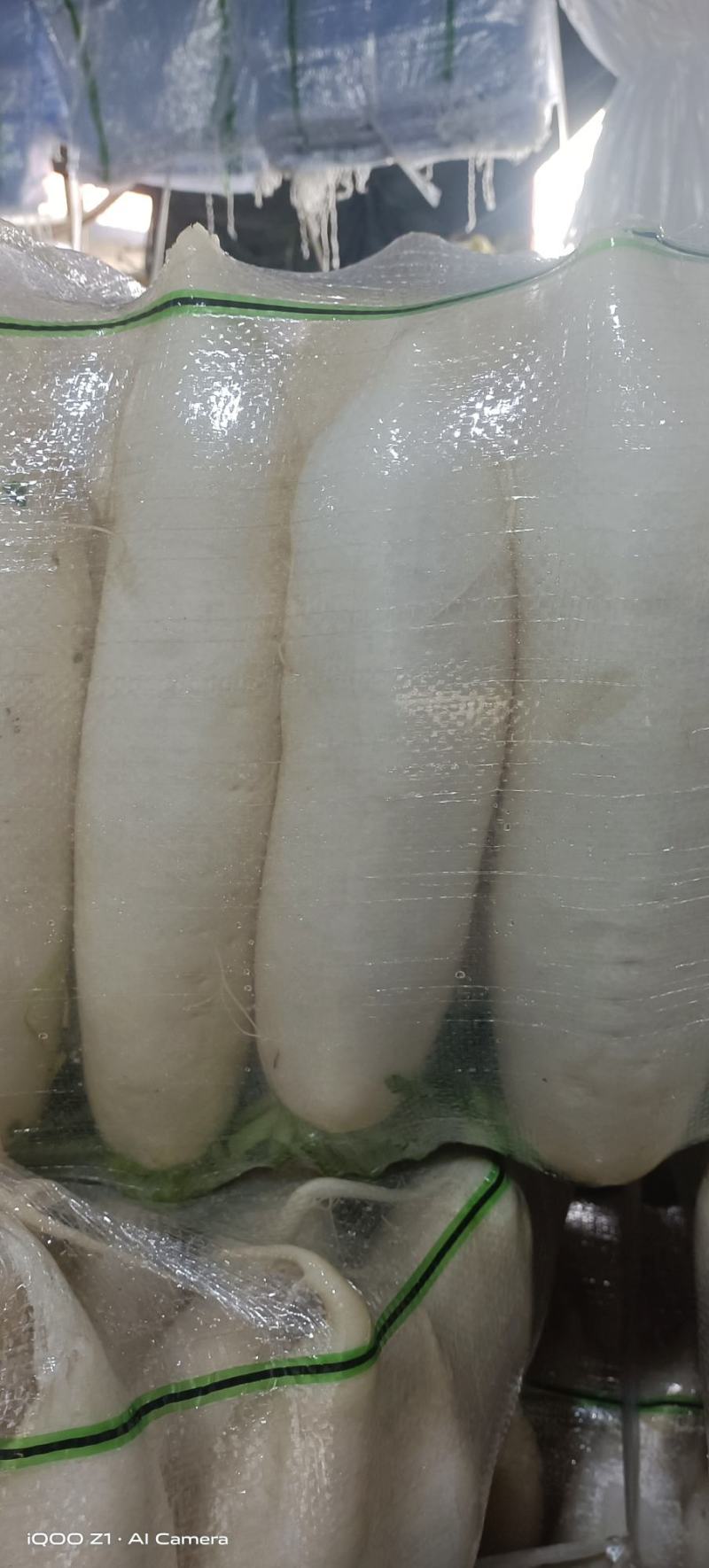 推荐湖北白萝卜冬萝卜大量白萝卜薄利多销质量好量欢迎来电