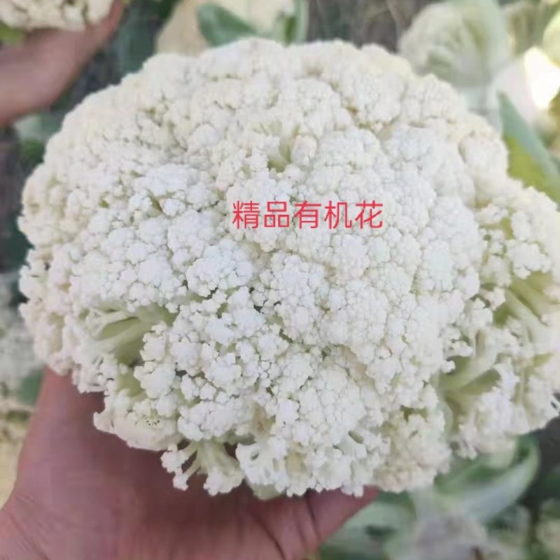 湖北小粒有机散花，刚刚来园质量好，价格优，出货量大