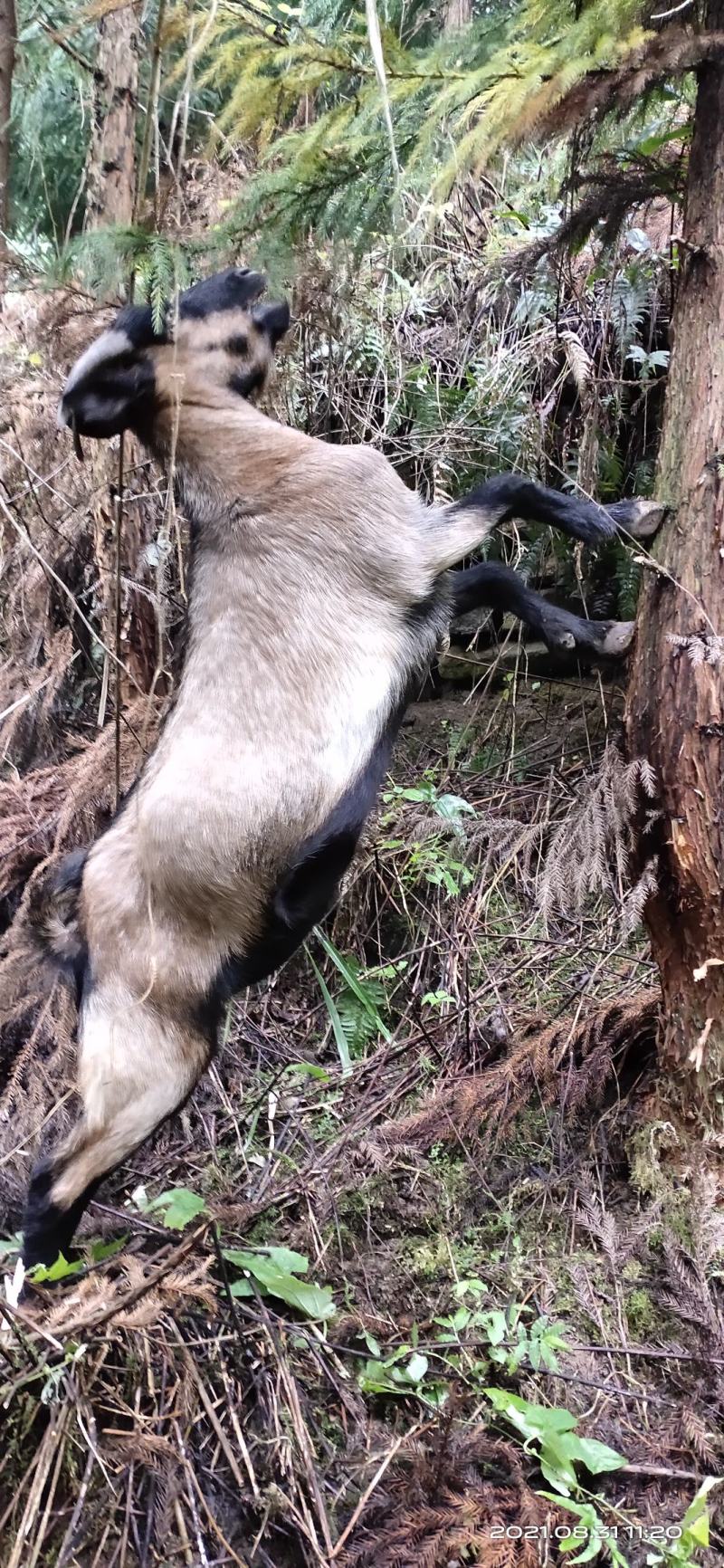 原生态山羊