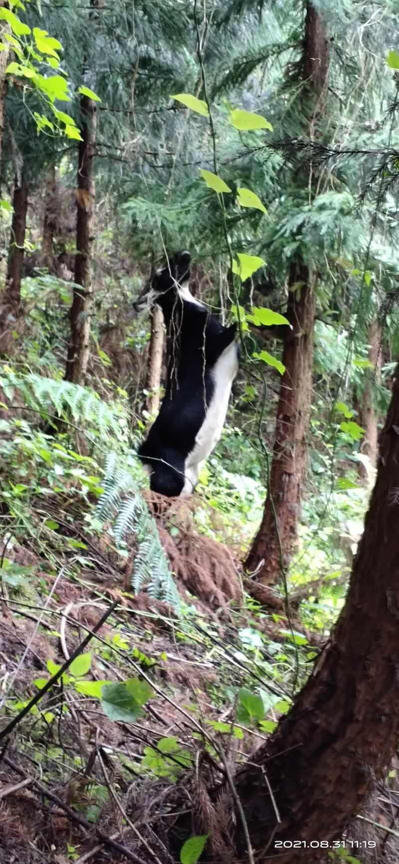 原生态山羊