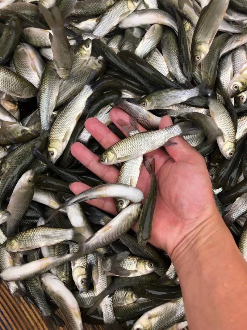 草鱼苗批发广草5号草鱼苗精品草鱼苗全国送货上门