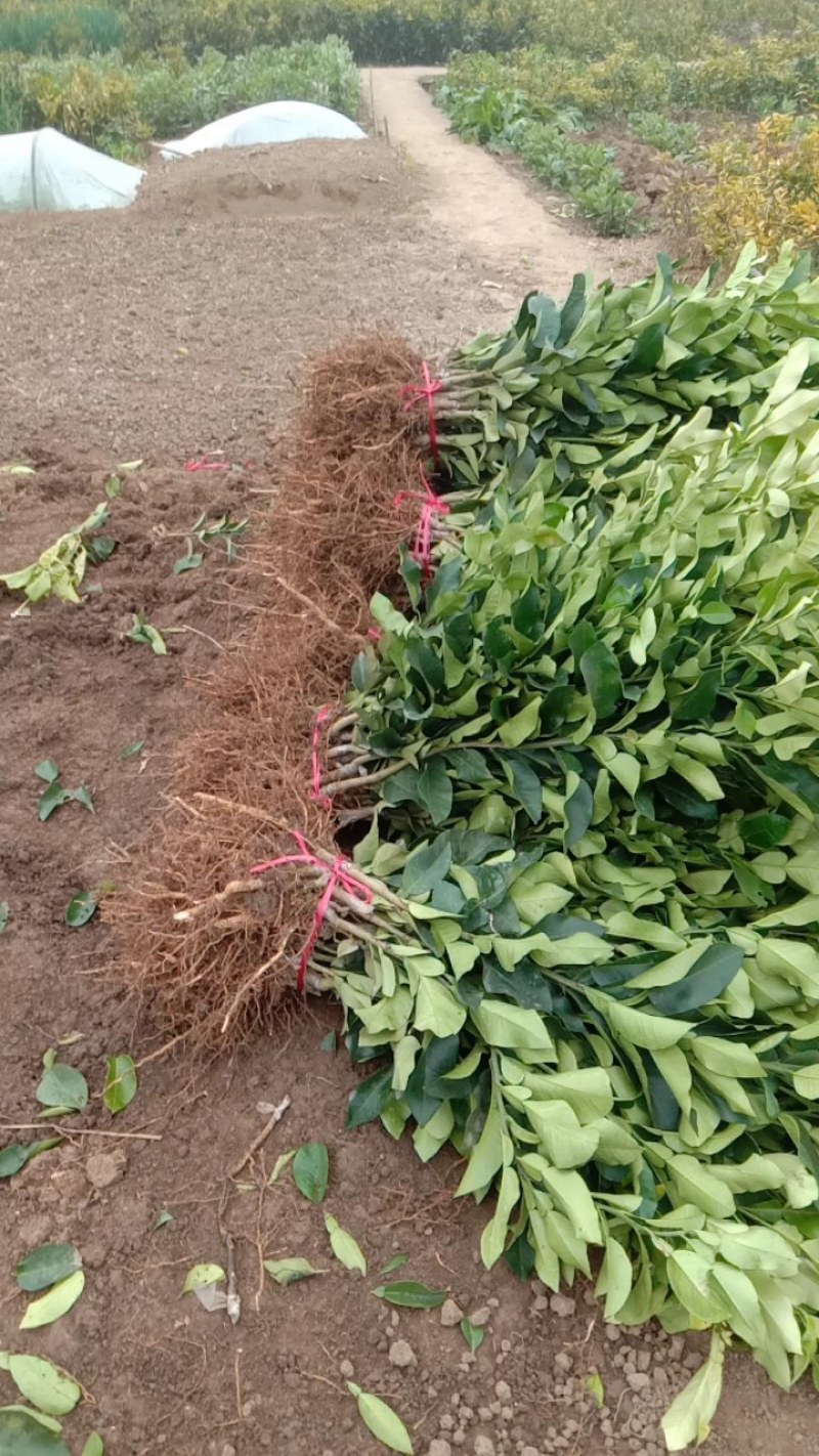 黄金蜜柚苗品质保证签合同出售基地批发保湿发货