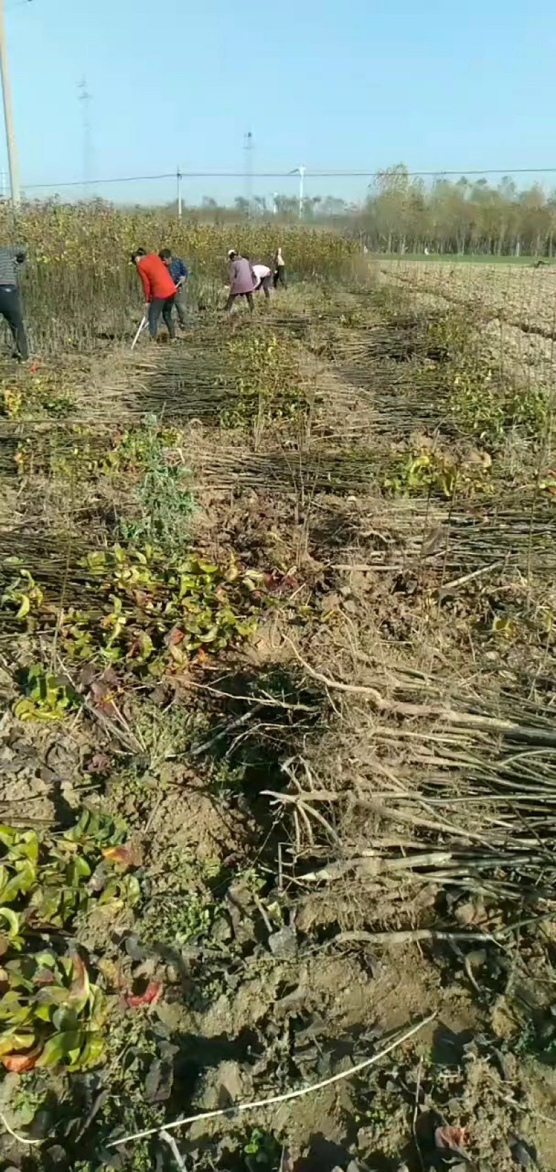 秋月梨苗西华总批发一年苗子。两年苗子。价格优惠。