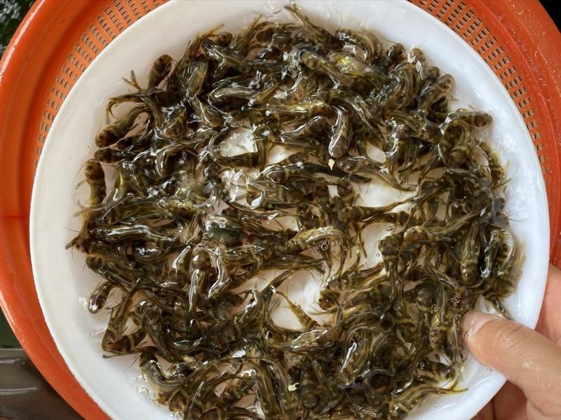 黄骨鱼苗黄颡鱼黄辣丁黄鸭叫全雄黄骨鱼杂交黃骨鱼