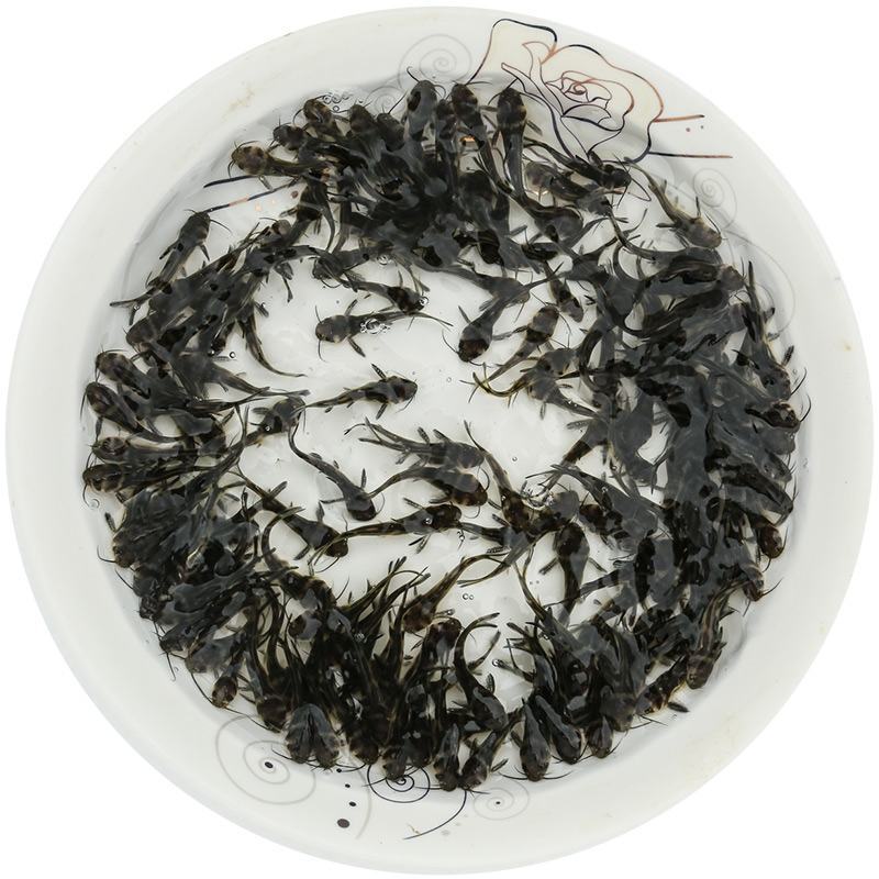 黄骨鱼苗黄颡鱼黄辣丁黄鸭叫全雄黄骨鱼杂交黃骨鱼