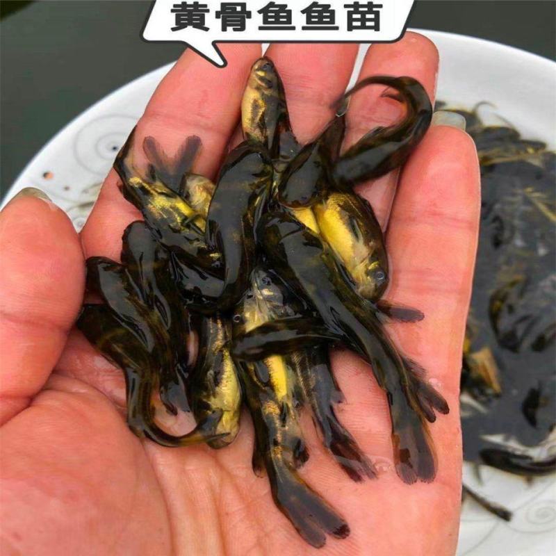 黄骨鱼苗黄颡鱼黄辣丁黄鸭叫全雄黄骨鱼杂交黃骨鱼
