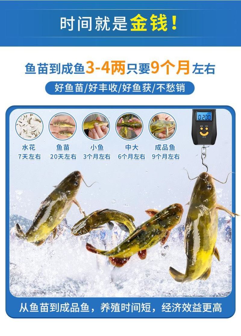 黄骨鱼苗黄颡鱼黄辣丁黄鸭叫全雄黄骨鱼杂交黃骨鱼