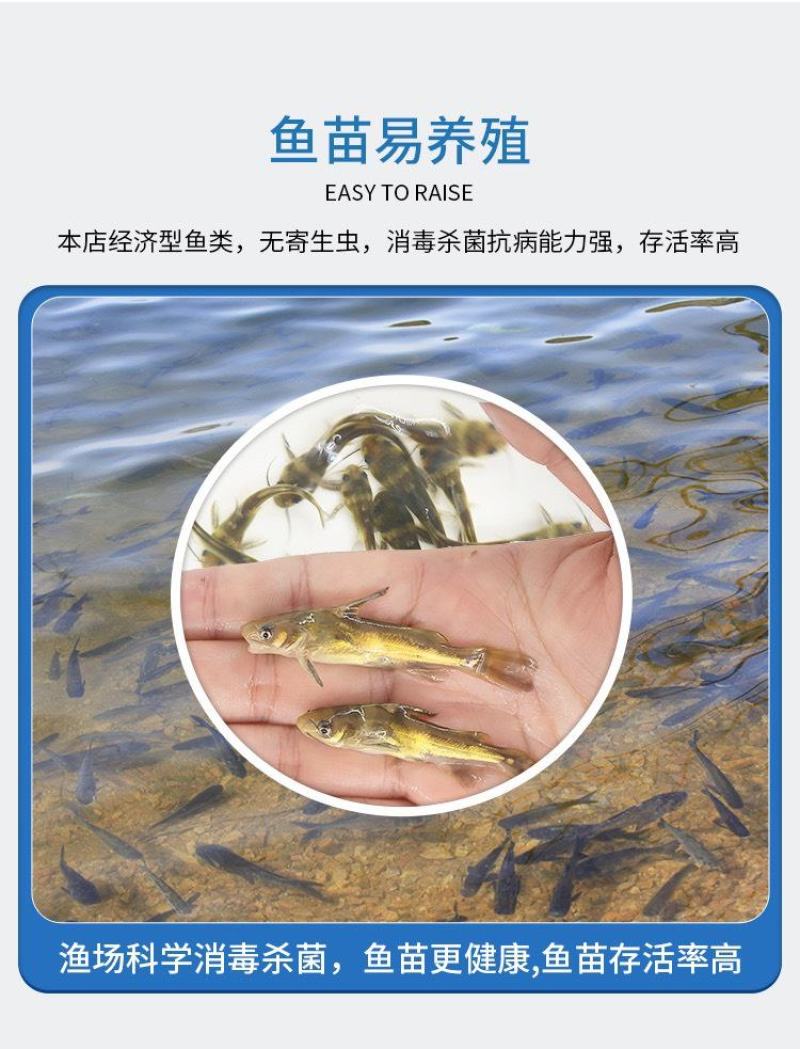 黄骨鱼苗黄颡鱼黄辣丁黄鸭叫全雄黄骨鱼杂交黃骨鱼