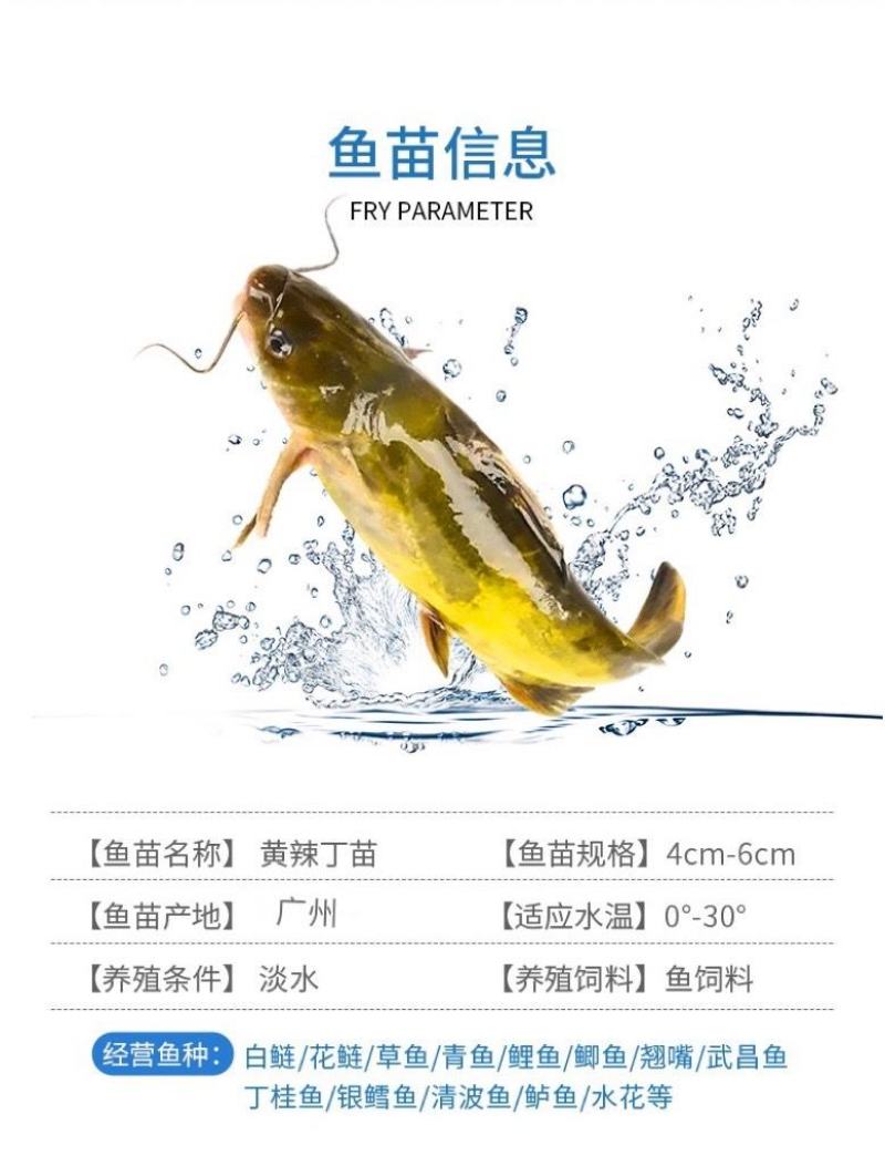 黄骨鱼苗黄颡鱼黄辣丁黄鸭叫全雄黄骨鱼杂交黃骨鱼