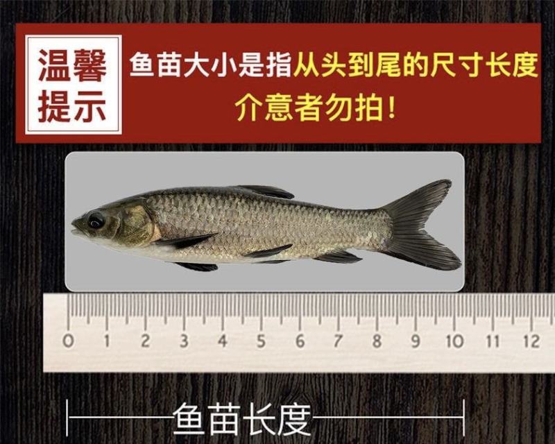 黄骨鱼苗黄颡鱼黄辣丁黄鸭叫全雄黄骨鱼杂交黃骨鱼
