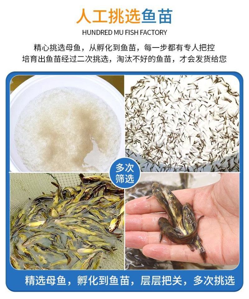 黄骨鱼苗黄颡鱼黄辣丁黄鸭叫全雄黄骨鱼杂交黃骨鱼