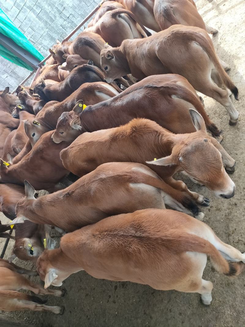 鲁西黄牛犊改良黄牛杂交肉牛包运输货到付款