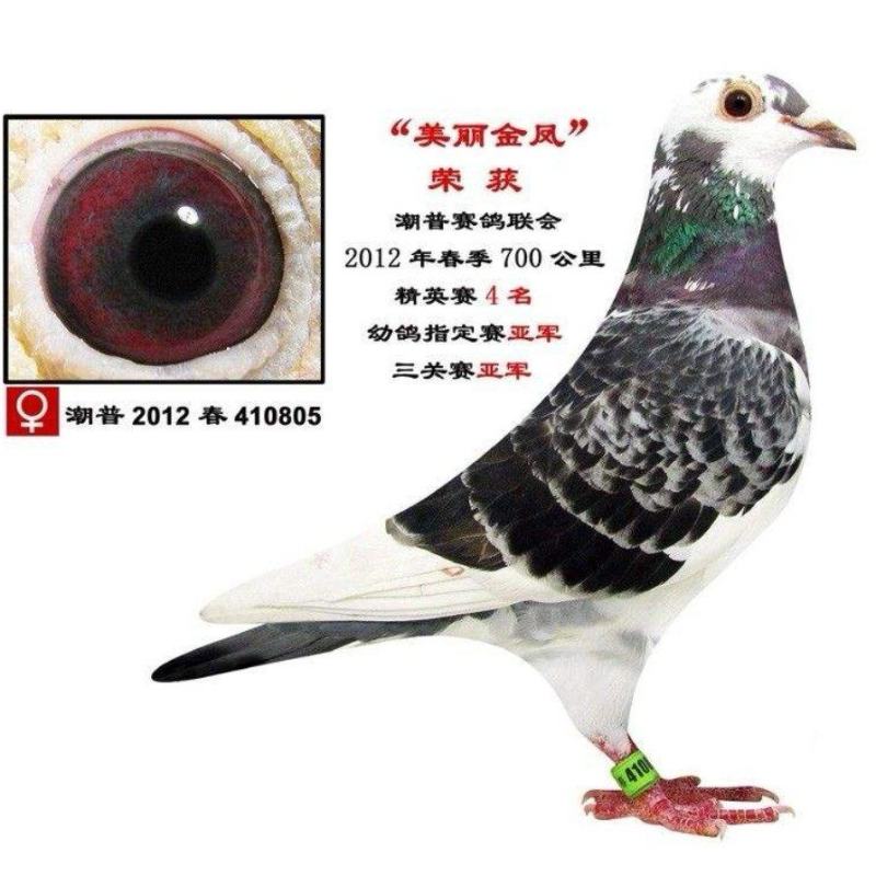 信鸽鸽子活体鸽赛鸽成绩鸽公棚鸽血统鸽原环鸽种鸽幼鸽大棚鸽