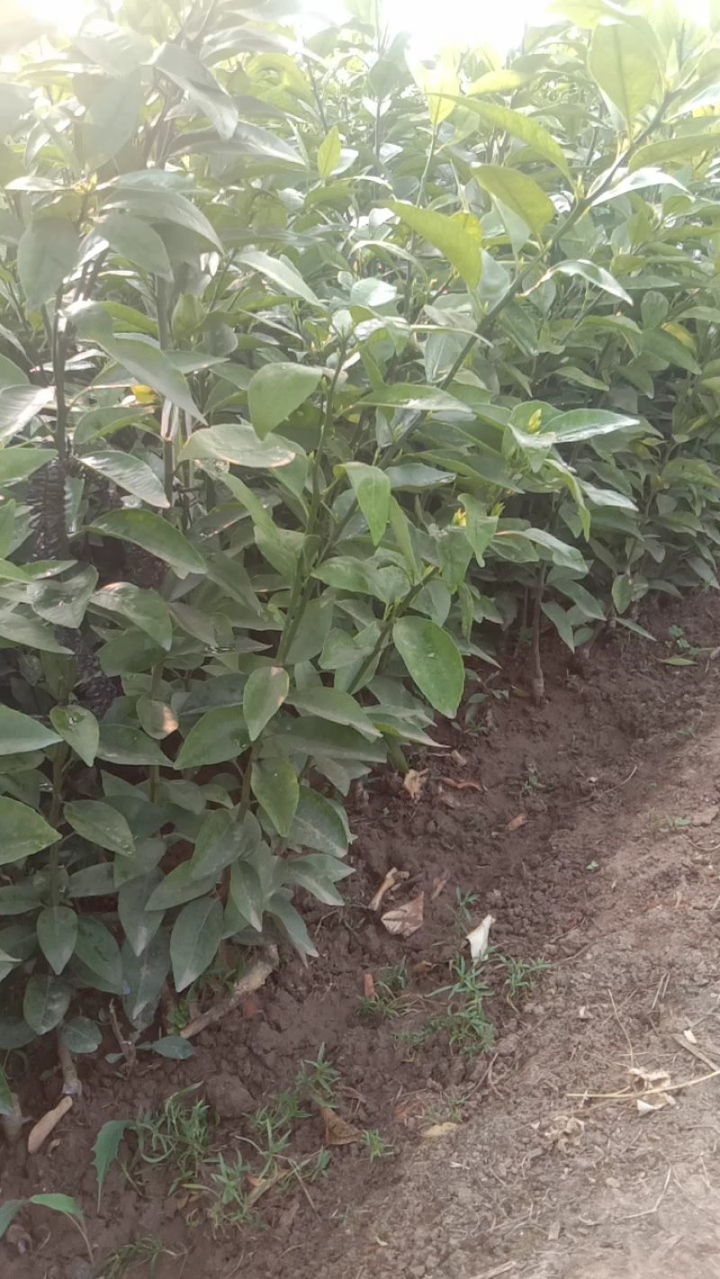 沃柑苗杯苗品质保证签合同基地批发假一赔十红橘头沃柑苗