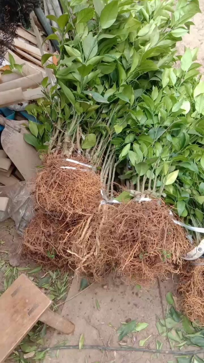 沃柑苗杯苗品质保证签合同基地批发假一赔十红橘头沃柑苗