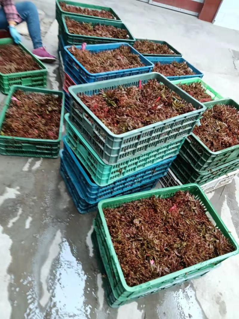 陕西秦岭红油香椿，品质好！口感浓香基地直供，货源充足。