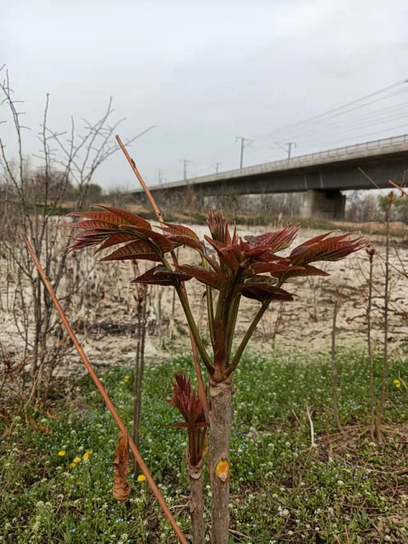 陕西秦岭红油香椿，品质好！口感浓香基地直供，货源充足。