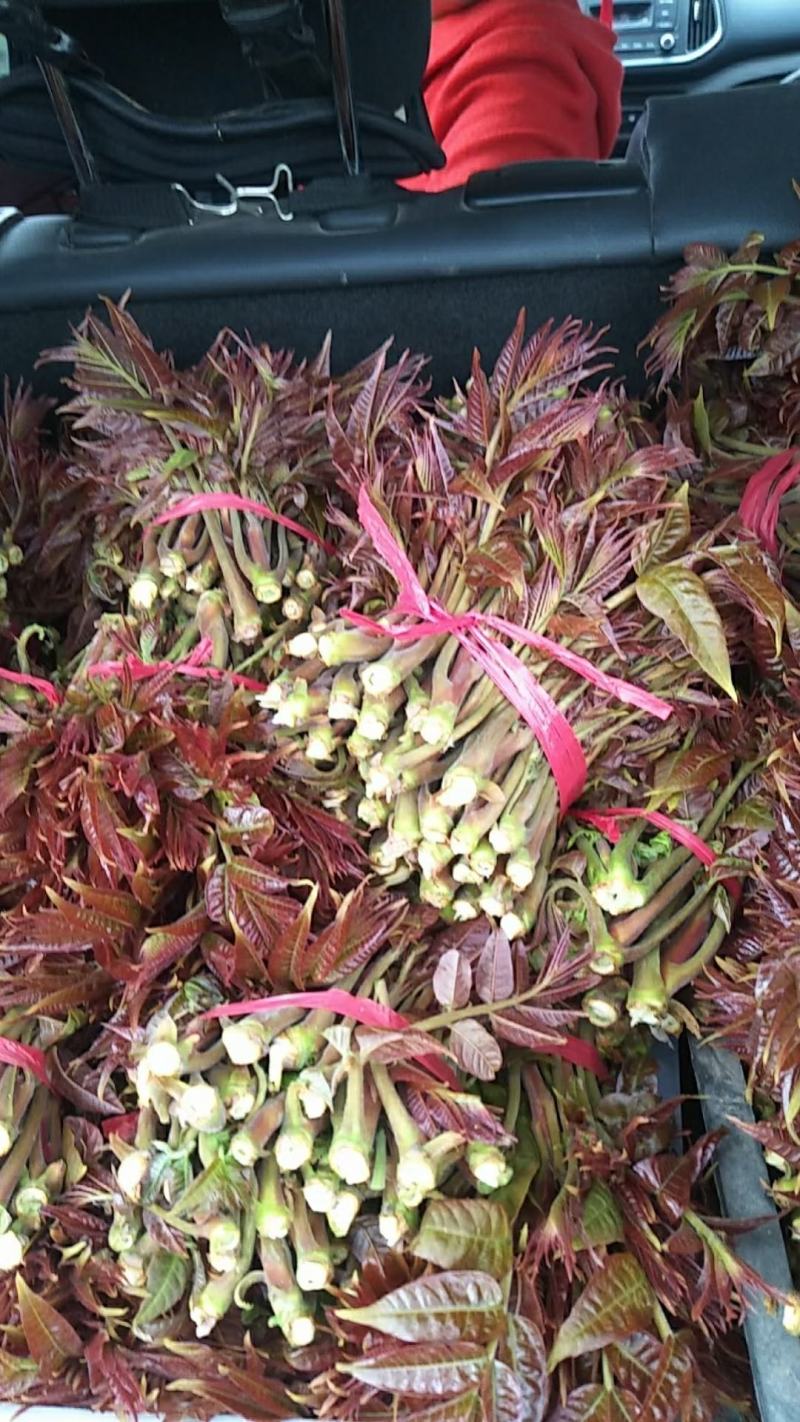 陕西秦岭红油香椿，品质好！口感浓香基地直供，货源充足。