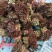 陕西秦岭红油香椿，品质好！口感浓香基地直供，货源充足。
