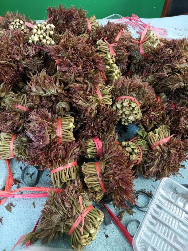 陕西秦岭红油香椿，品质好！口感浓香基地直供，货源充足。