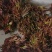 陕西秦岭红油香椿，品质好！口感浓香基地直供，货源充足。