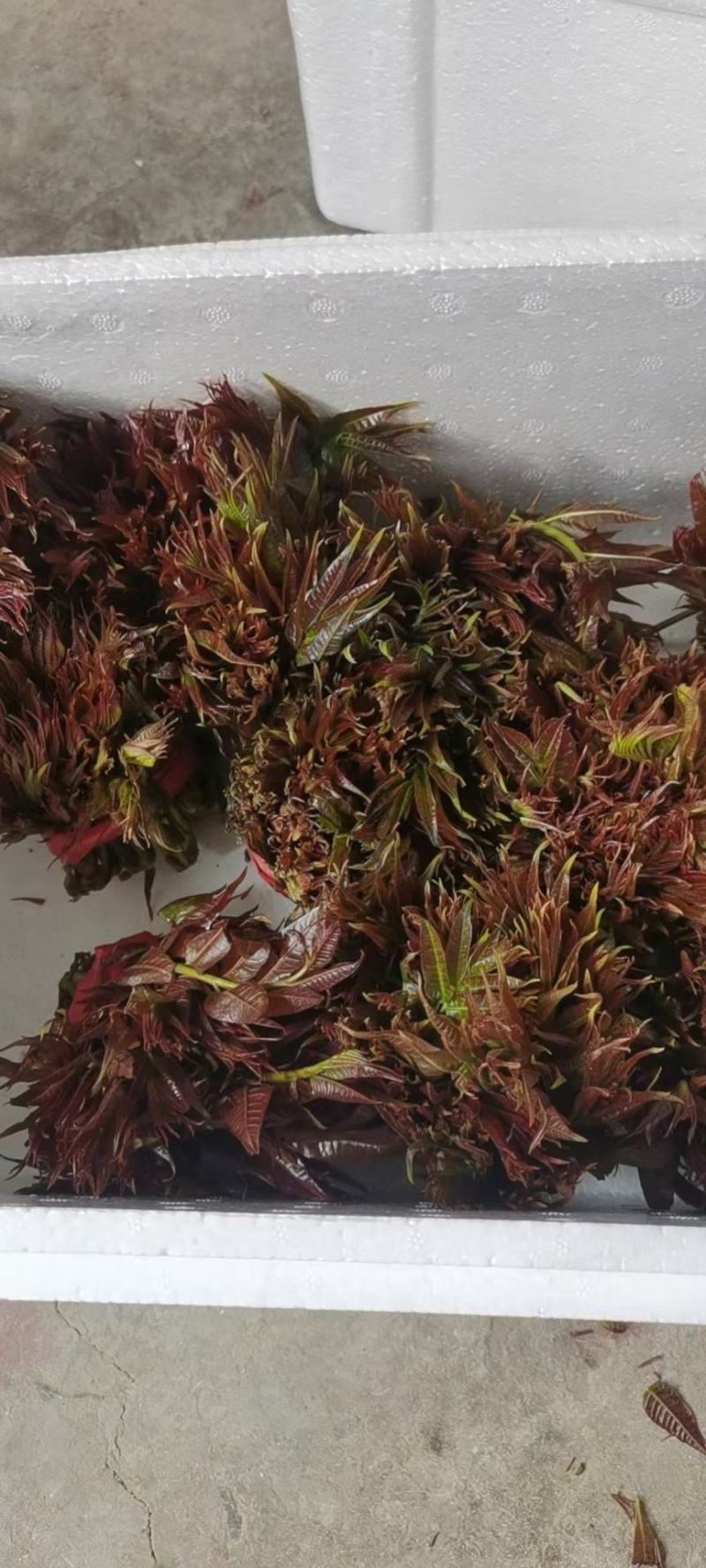 陕西秦岭红油香椿，品质好！口感浓香基地直供，货源充足。