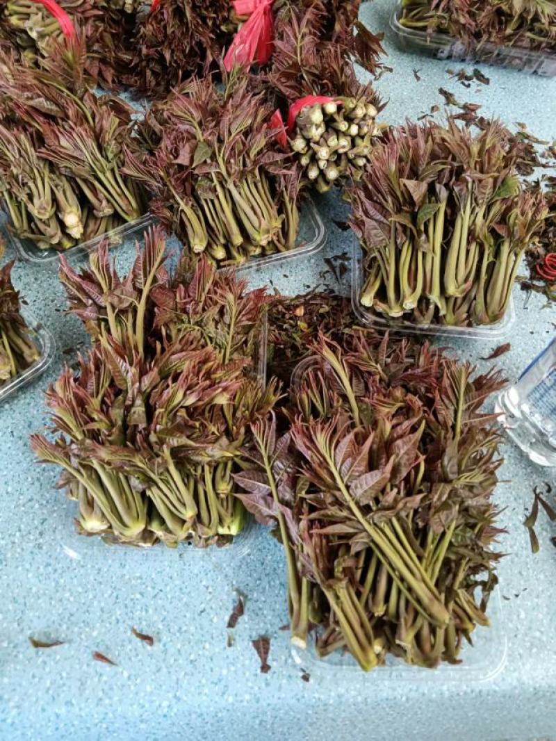 陕西秦岭红油香椿，品质好！口感浓香基地直供，货源充足。