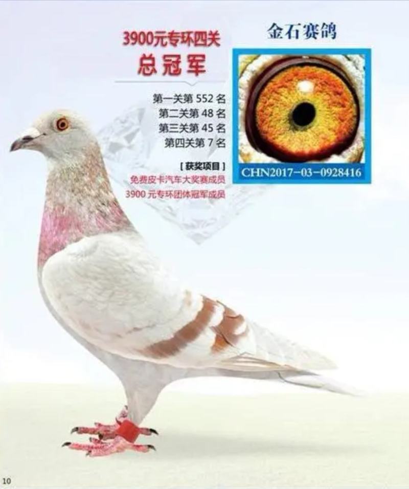 信鸽鸽子活体鸽赛鸽成绩鸽公棚鸽血统鸽原环鸽种鸽幼鸽大棚鸽