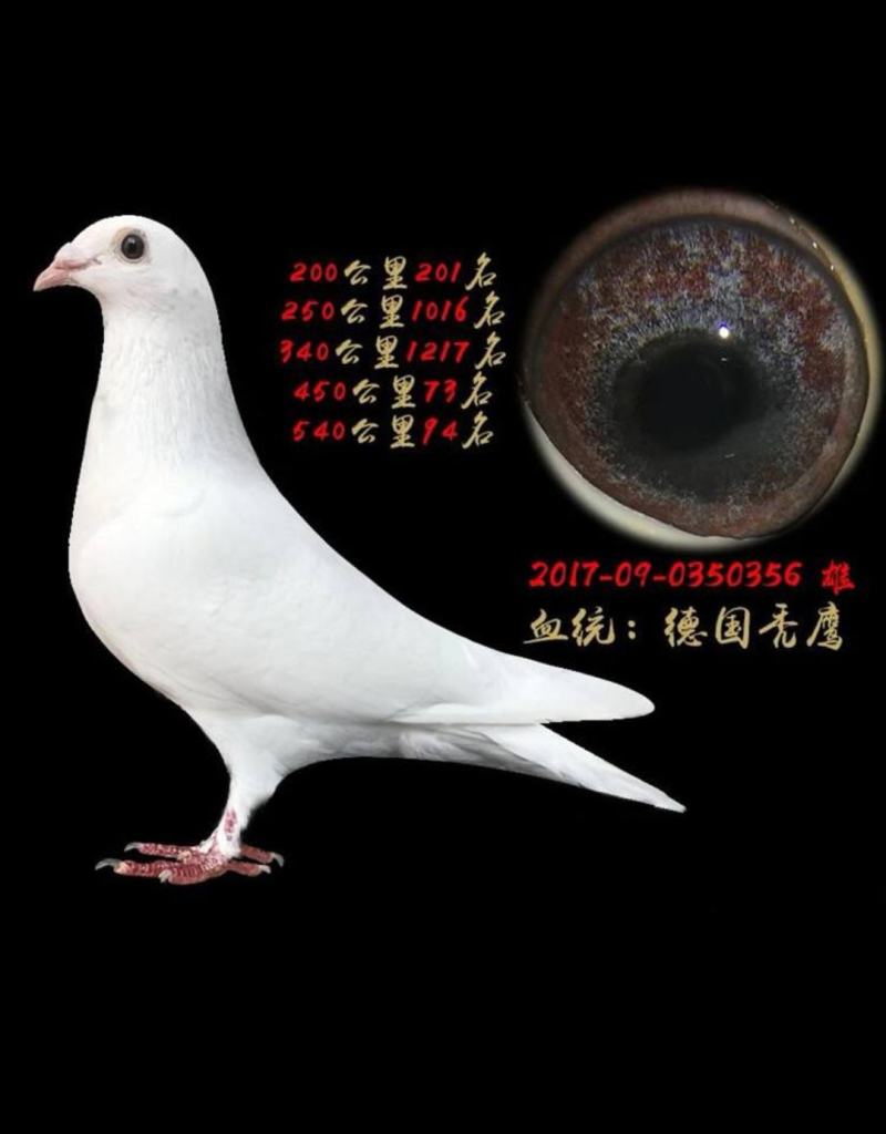 信鸽鸽子活体鸽赛鸽成绩鸽公棚鸽血统鸽原环鸽种鸽幼鸽大棚鸽