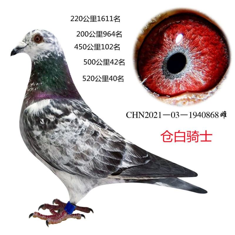 信鸽鸽子活体鸽赛鸽成绩鸽公棚鸽血统鸽原环鸽种鸽幼鸽大棚鸽