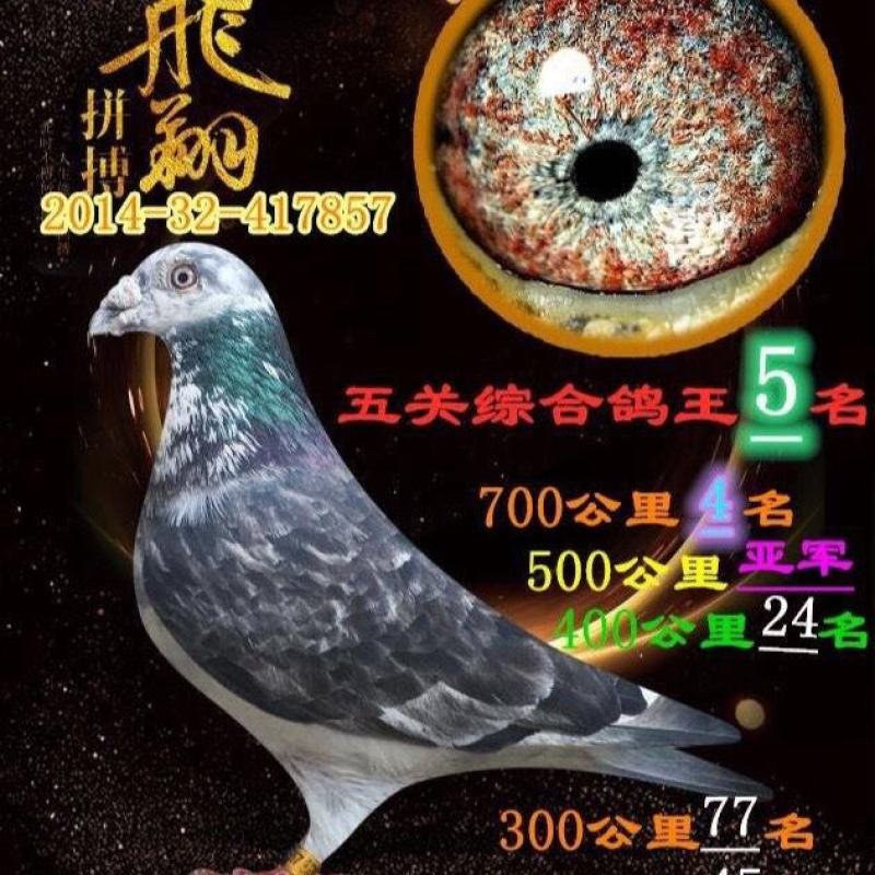 信鸽鸽子活体鸽赛鸽成绩鸽公棚鸽血统鸽原环鸽种鸽幼鸽大棚鸽