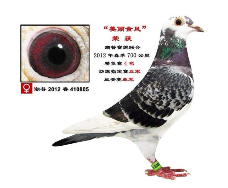 信鸽鸽子活体鸽赛鸽成绩鸽公棚鸽血统鸽原环鸽种鸽幼鸽大棚鸽