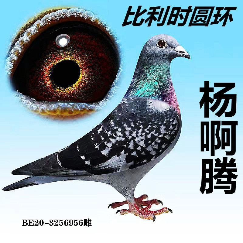 信鸽鸽子活体鸽赛鸽成绩鸽公棚鸽血统鸽原环鸽种鸽幼鸽大棚鸽