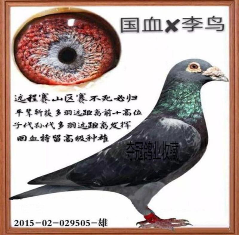 信鸽鸽子活体鸽赛鸽成绩鸽公棚鸽血统鸽原环鸽种鸽幼鸽大棚鸽