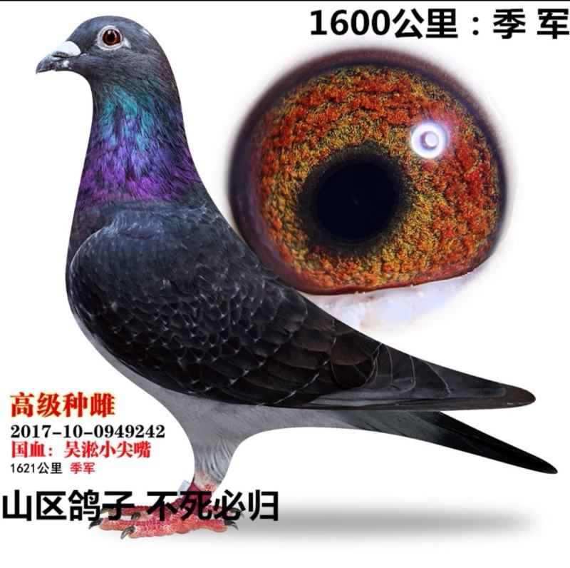 信鸽鸽子活体鸽赛鸽成绩鸽公棚鸽血统鸽原环鸽种鸽幼鸽大棚鸽