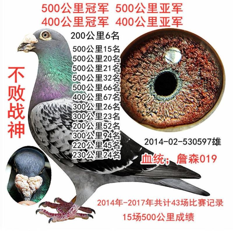 信鸽鸽子活体鸽赛鸽成绩鸽公棚鸽血统鸽原环鸽种鸽幼鸽大棚鸽