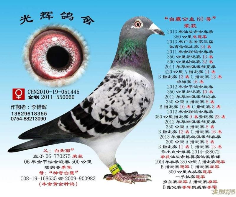 信鸽鸽子活体鸽赛鸽成绩鸽公棚鸽血统鸽原环鸽种鸽幼鸽大棚鸽