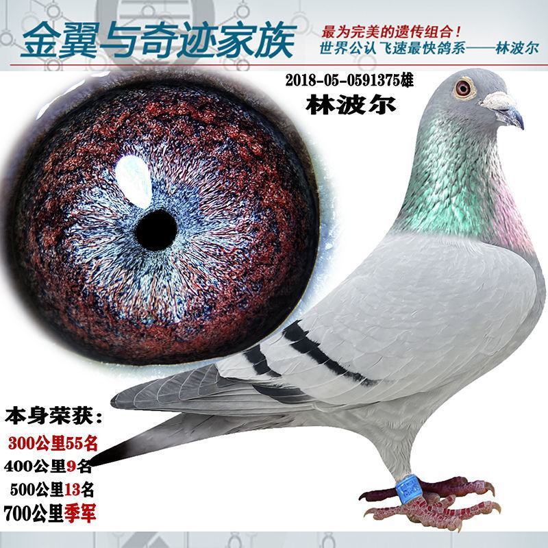 信鸽鸽子活体鸽赛鸽成绩鸽公棚鸽血统鸽原环鸽种鸽幼鸽大棚鸽